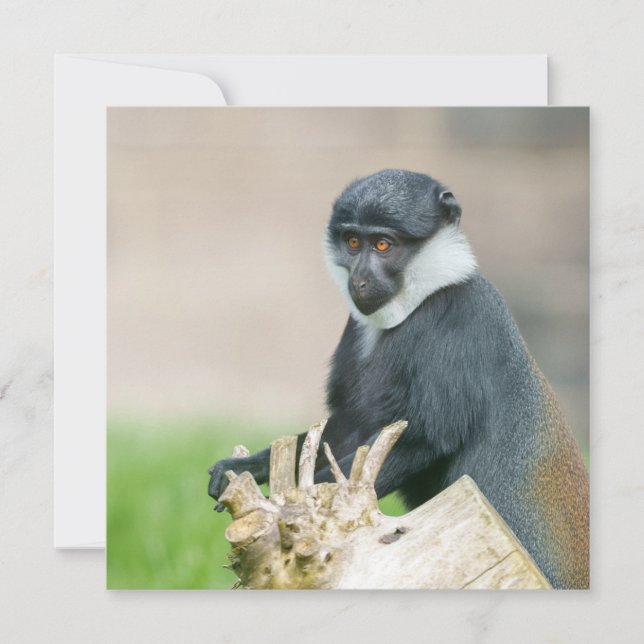 L'Hoest's Monkey on a Wooden Perch  (Front)