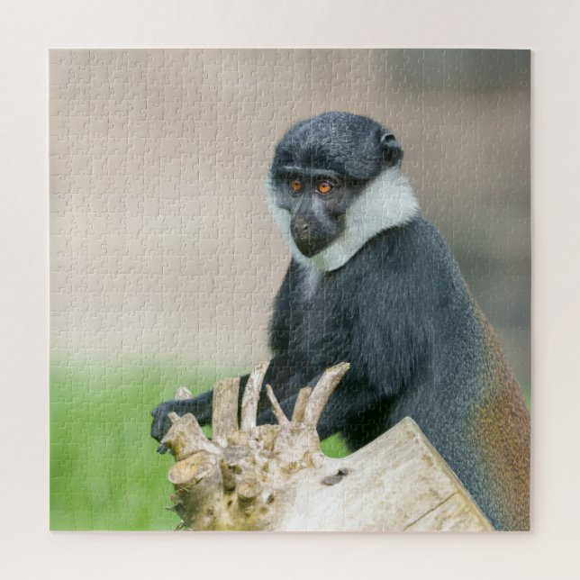 L'Hoest's Monkey on a Wooden Perch  Jigsaw Puzzle (Vertical)