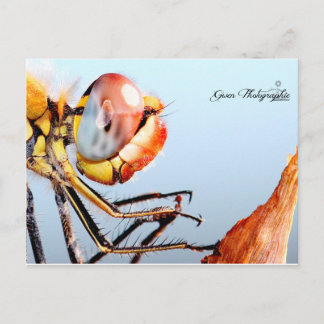 Libellule de Pourrières Postcard