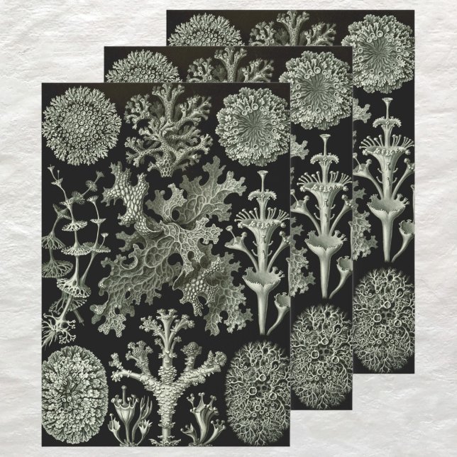 Lichen by Ernst Haeckel, Vintage Nature Plants Wrapping Paper Sheet (Vintage Ernst Haeckel Lichen Design Wrapping Paper Sheets)