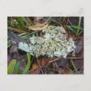 Lichen OBX Postcard