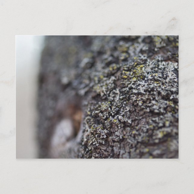 Lichen on Bark Postcard (Front)