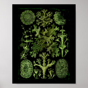 Lichens (Lichenes) in Greens on Black Poster