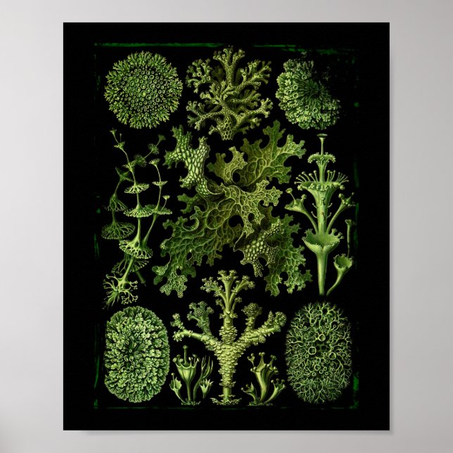 Lichens (Lichenes) in Greens on Black Poster (Front)