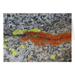 Lichens, Sequoia National Park