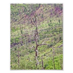 Life and death trees in the valley photo print