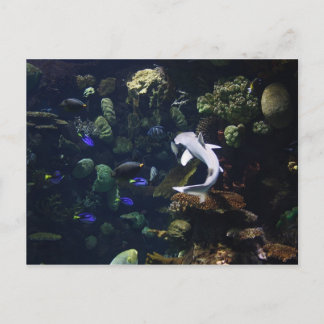 Life Aquatic Postcard