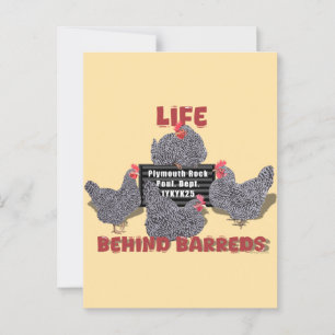 Life Behind Barreds (Barred Plymouth Rock Hens Postcard