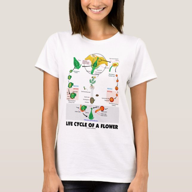 Life Cycle Of A Flower (Angiosperm) T-Shirt (Front)