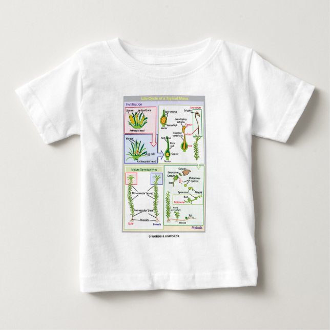 Life Cycle Of A Typical Moss (Bryophyte) Baby T-Shirt (Front)
