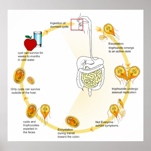 Life Cycle of the Parasite Giardia Lamblia Diagram Poster | Zazzle