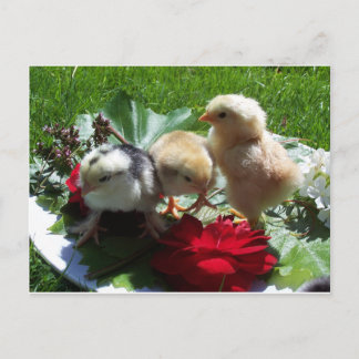 life funny litle birds postcard