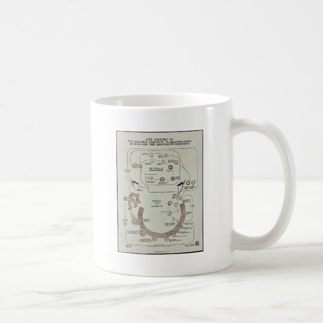 Life History Of The Malaria Parasite Plasmodiume V Coffee Mug (Right)