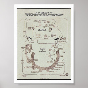 Life History Of The Malaria Parasite Plasmodiume V Poster