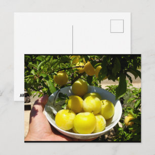 Life is a Bowl of Plums Postcard