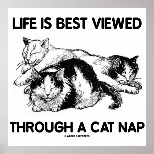 Life Is Best Viewed Through A Cat Nap (Three Cats) Poster (Front)