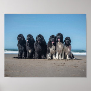 Life is better at the beach newfoundland dogs poster