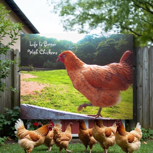 Life Is Better With Chickens Postcard (Creator Uploaded)