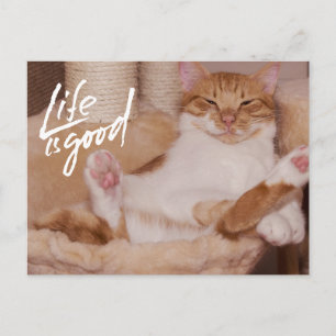 Life is Good Cute Funny Orange Cat Postcard