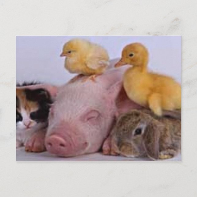 LIFE IS GOOD POSTCARD (Front)