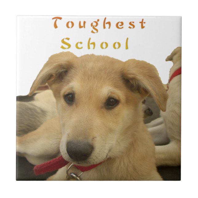 "Life is the Toughest School" Dog Art Print Tile (Front)