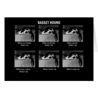 Life of a Basset