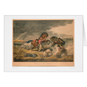 Life on Prairie: Trapper's Defence (0879A)