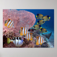 Life on the Coral Reef – Pink Fan Coral and Fish