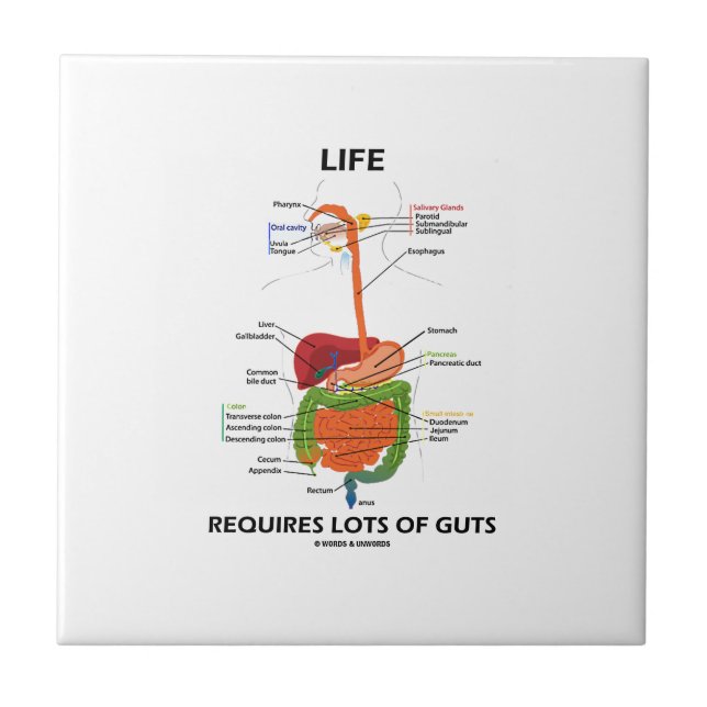 Life Requires Lots Of Guts (Digestive System) Tile (Front)