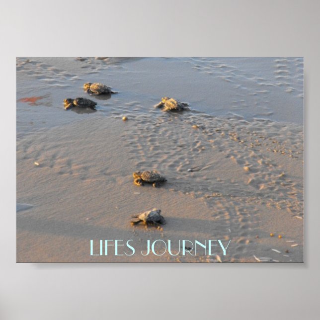 lifes journey sea turtles poster (Front)