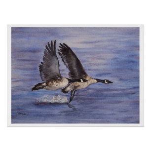 Lift Off - Canadian Geese  Poster