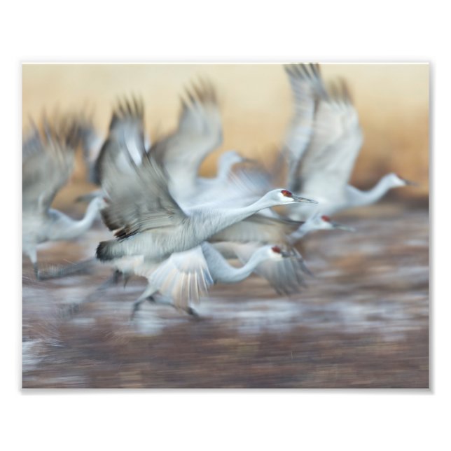 Lift off of  Sandhill Cranes Photo Print (Front)