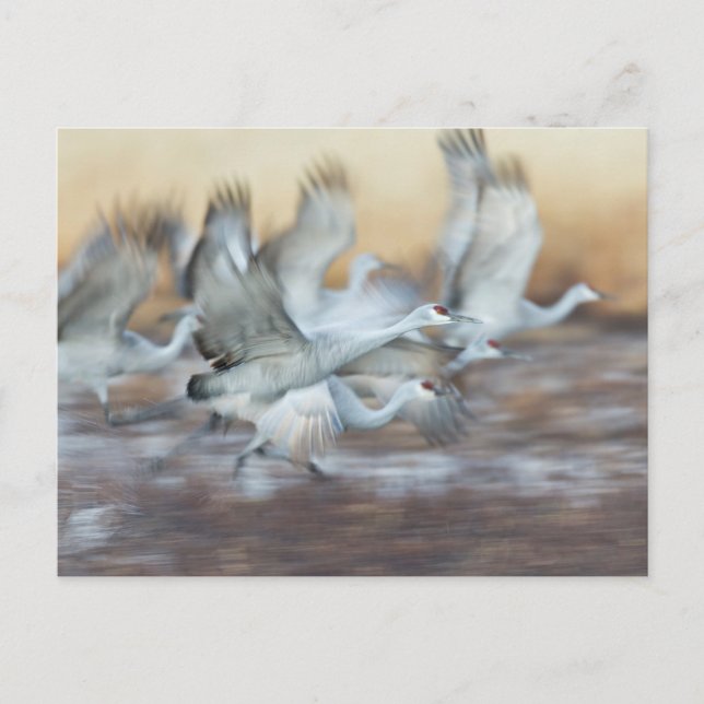 Lift off of  Sandhill Cranes Postcard (Front)