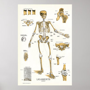 Ligaments and Joints Anatomy Poster 24 X 36