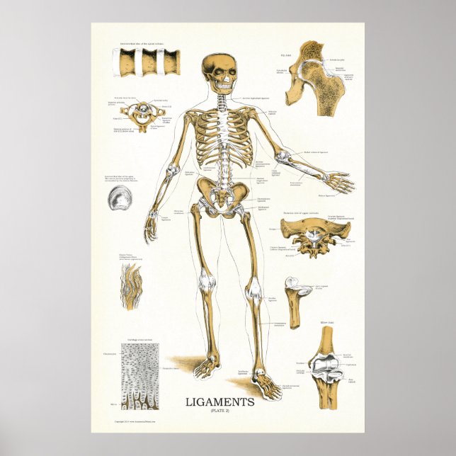 Ligaments and Joints Anatomy Poster 24 X 36 (Front)