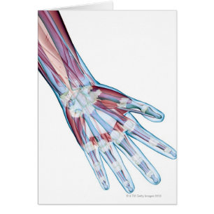 Ligaments in the Hand