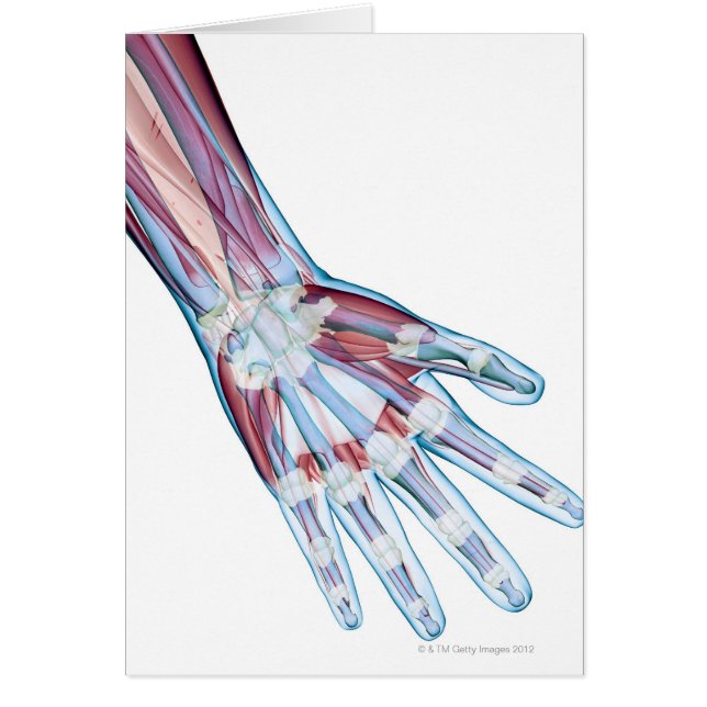 Ligaments in the Hand (Front)