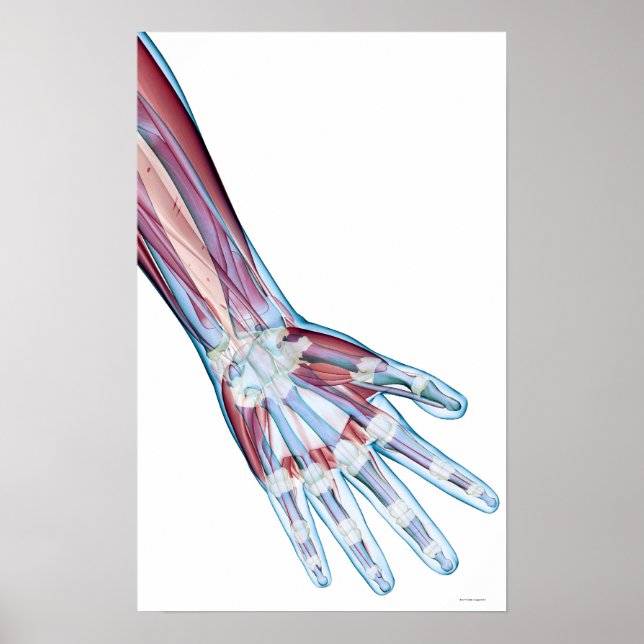 Ligaments in the Hand Poster (Front)