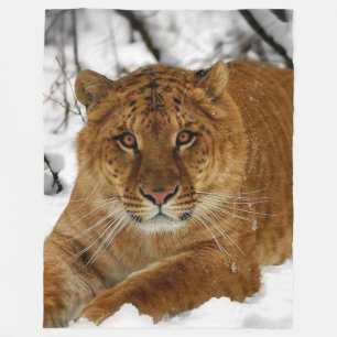 LIGER (LION & TIGER CROSS) FLEECE BLANKET