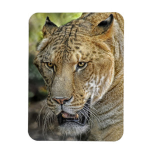 Liger Magnet