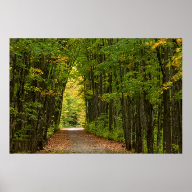 Light At The End Of A Tunnel Of Trees Poster (Front)