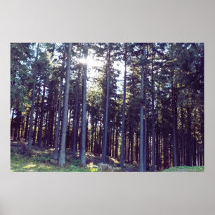 Light Between the Pines - Wild Nature Romania Poster