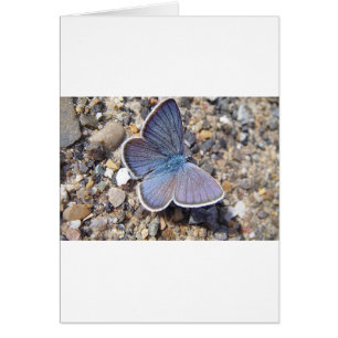Light blue butterfly