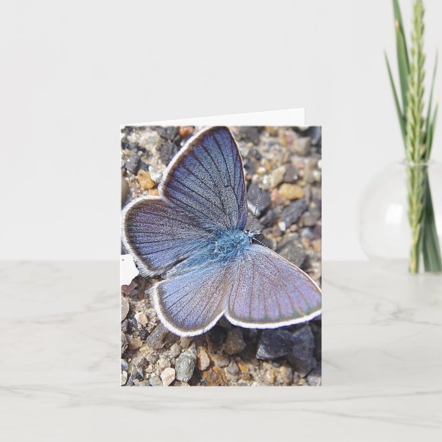 Light blue butterfly note card (Front)