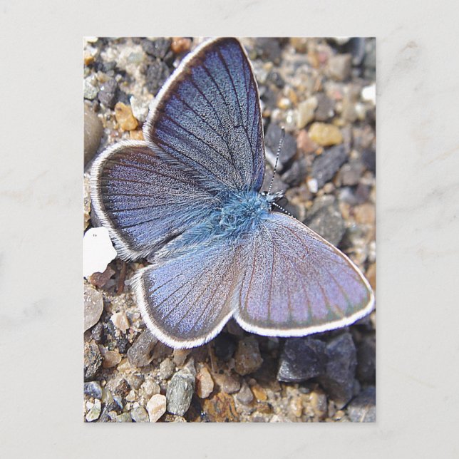 Light blue butterfly postcard (Front)