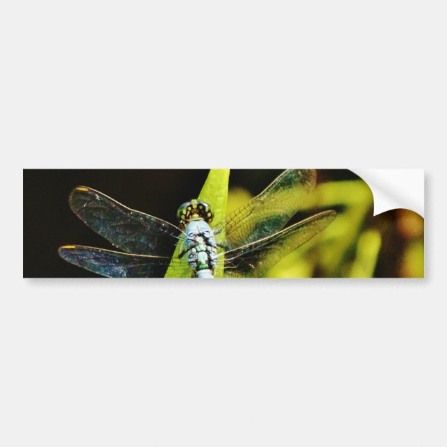 Light Blue Dragonfly Bumper Sticker (Front)