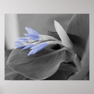 Light Blue Flower Buds Colour Splash Photo Poster