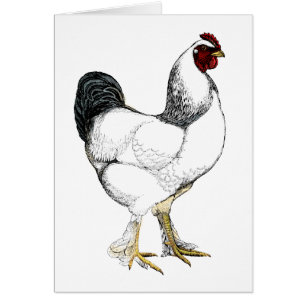 Light Brahma Rooster - Elegant Vintage Chicken