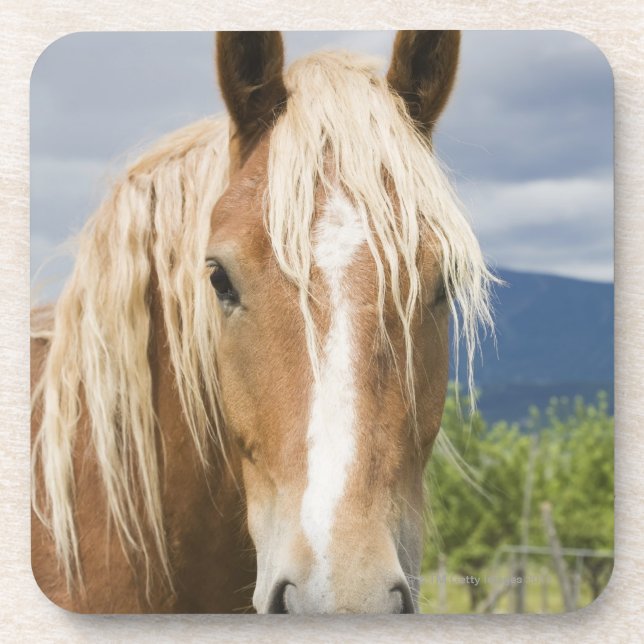 Light Brown Horse Coaster (Front)