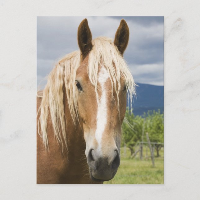 Light Brown Horse Postcard (Front)